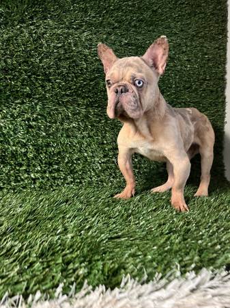 French Bull Dogs (Jonesboro)63881506598017121