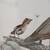 Vintage 1984 Ray Harm Signed Print Wildlife Bird RARE 1666/2000 7 thumbnail