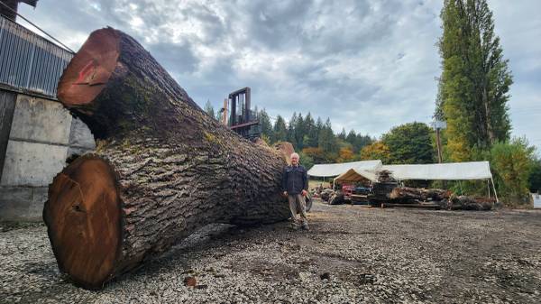 Big Walnut trees wanted 1