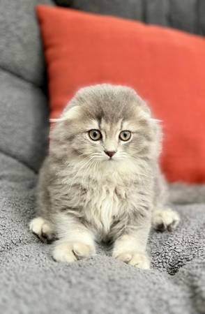 Fluffy kitten63684471512577121