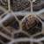 Goldenlace Wyandottes mix Hens, young Pullets and Roosters 9 thumbnail