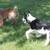 Livestock pup 4 thumbnail