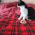 Affectionate female kittens 5month old for adoption 4 thumbnail