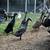 Ducks Indian Runner Ducks 2 thumbnail