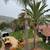 (Gonzalez Bros Tree Services ), Palm and, Trees Trimming Tree services 1 thumbnail