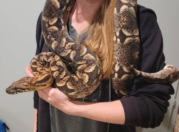 Proven breeding pair dumeril's boas 1
