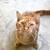 Orange tabby cat 1 thumbnail