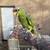 Lilac Amazon parrot (tame & talks) 5 thumbnail