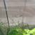nothobranchius guentheri 3 thumbnail