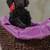 Black Standard Poodles 3 thumbnail