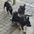 Puppies german Sheppards 8 thumbnail