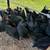 Chickens 6 thumbnail