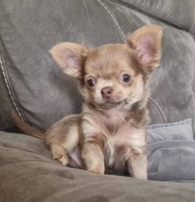 ready now Chihuahuas (256-25six-1719)63690136267267120