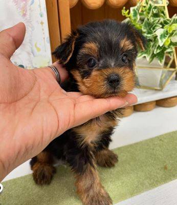 Yorkie Need-rehoming (702-963-652five)63936142502914120