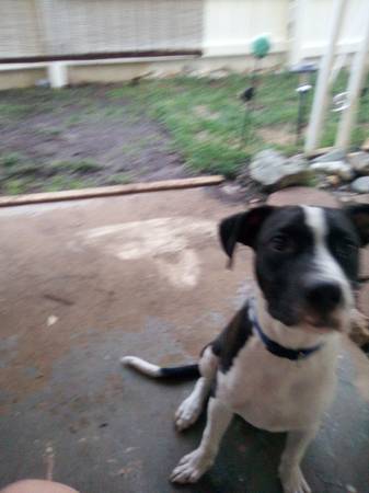 Rehoming pup (Oroville)63972289642626121