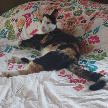 Beautiful calico cat could use a good loving home (Sacramento)63848874325249120