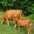 Gentle Heat Tolerant Grass Efficient Cows - Gelbvieh/Red Angus/Senepol 10 thumbnail