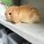 Baby holland lop bunnies 2 thumbnail