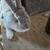 Rabbit 3 thumbnail