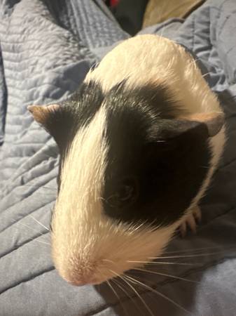 Pet Guinea Pigs 1