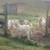 3/4 Savanna 1/4 Kiko cross Doeling Nanny’s Goats 4 thumbnail