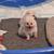 pomeranians 10 thumbnail