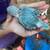 Ringnecks 5 thumbnail