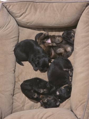 Palmoranian and chihuahua 1