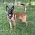 Belgian Malinois 2 thumbnail