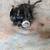 1995 Suzuki Quadrunner 250 parts 4 thumbnail