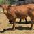 Bull calves 2 thumbnail