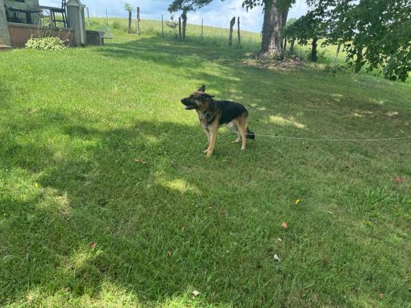 WAYLON 4 YEAR OLD MALE GERMAN SHEPHERD (BLUFF CITY)63673422414465121