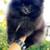 Korean pomeranian 1 thumbnail