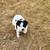 Australian shepherd - Texas Heeler 1 thumbnail