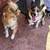 🚨 LOST DOGS – CORGI & POMSKY — PLEASE HELP FIND COBEE & KASH 🚨 7 thumbnail