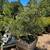 Beautiful Olive Trees 2 thumbnail