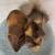 Pair of Young Bonded Male Guinea Pigs 3 thumbnail