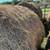 19 4X5 mixed grass cow hay 6 thumbnail