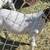GOATS Bucklings 3 thumbnail