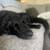 Dogwalker/Overnight Housesitting - Beloved dog & cat whisperer, is me! 2 thumbnail