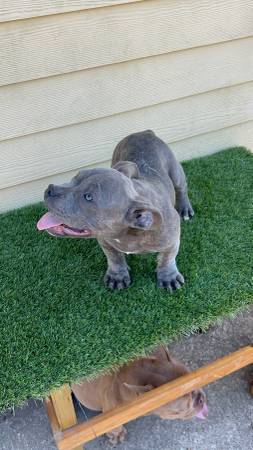 Cachorros micro bully (Kenner)63904508069251123