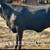 6 Blk Brangus heifers  gentle!!! 12 thumbnail