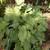 Hostas / Blue Fescue / Perennials 13 thumbnail