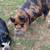 Kune Kune pigs 8 thumbnail