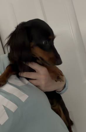 3 year old mini dachshund 1