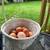 Local Fresh Eggs 4 thumbnail