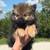 Pomeranian 6 thumbnail
