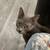 Female Cat - Candy - Very Sweet and Gentle 1 thumbnail