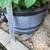 Healthy very large hydrangeas in a large resin planter 6 thumbnail