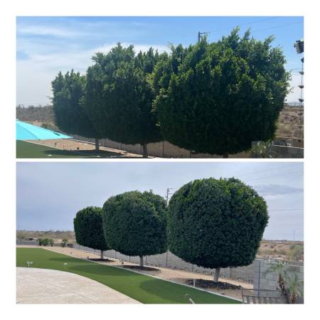 PALM AND TREE TRIMMING 🌳 🌴 big trees removal we insured 1